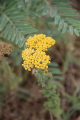Achillea arabica