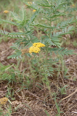 Achillea arabica