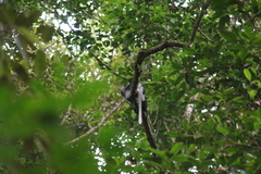 Semnopithecus vetulus