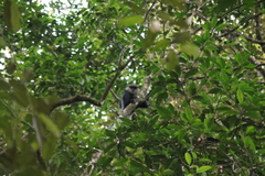 Semnopithecus vetulus