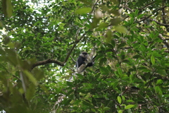 Semnopithecus vetulus