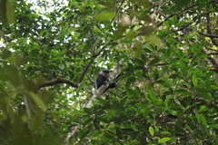 Semnopithecus vetulus