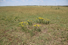 Achillea arabica