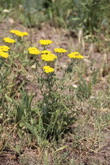 Achillea arabica