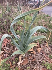 Allium porrum