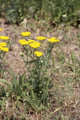 Achillea arabica