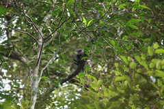 Semnopithecus vetulus