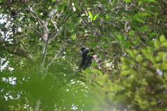 Semnopithecus vetulus