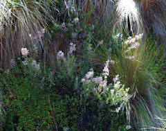 Alchemilla orbiculata