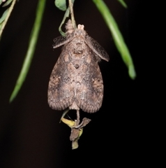 Dasychira chekiangensis