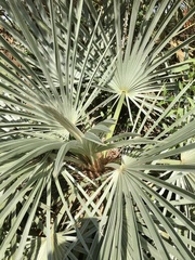 Trithrinax campestris