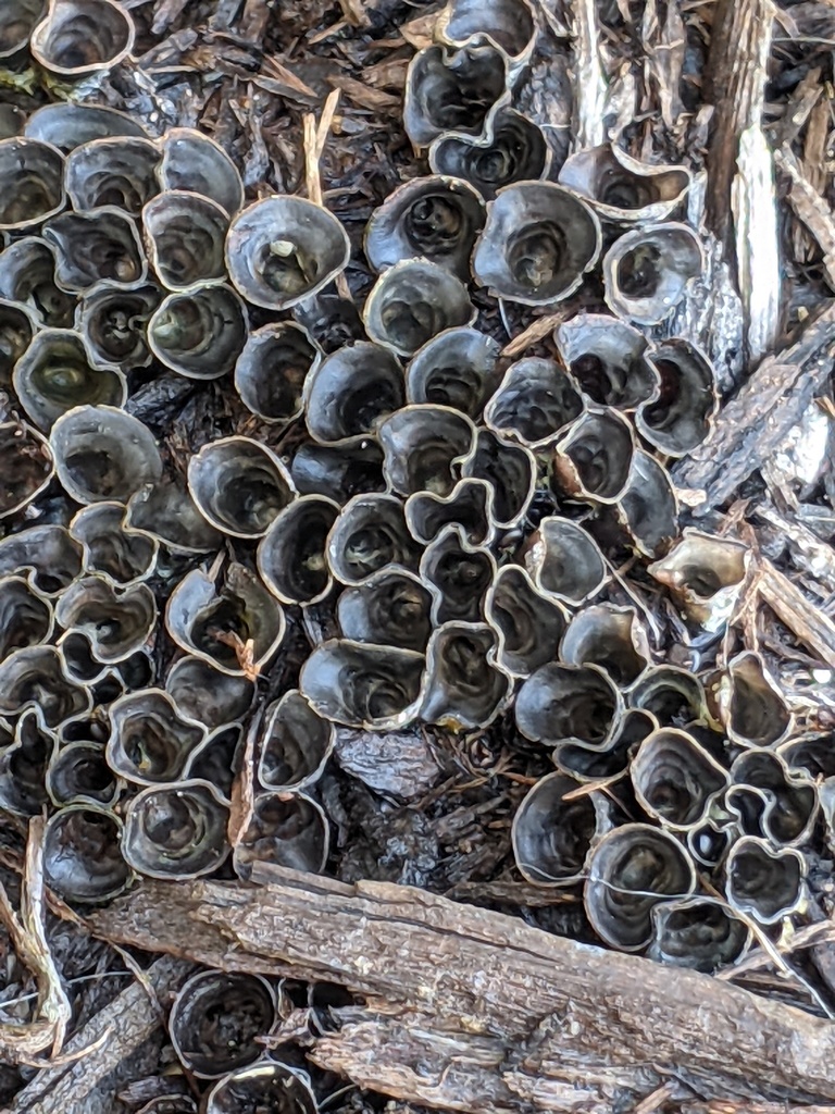 dungloving bird's nest fungus from Hendricks County, IN, USA on March 19, 2021 at 0101 PM by