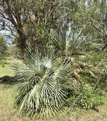Trithrinax campestris