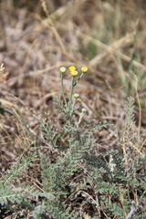 Achillea leptophylla