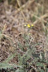Achillea leptophylla
