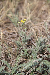 Achillea leptophylla