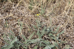 Achillea leptophylla