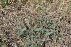 Achillea leptophylla