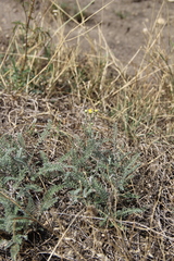 Achillea leptophylla