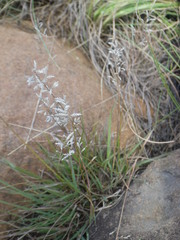 Eragrostis racemosa