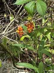 Asclepias curassavica image