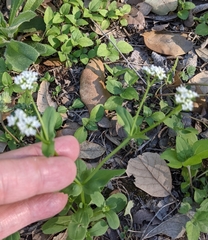 Valerianella amarella
