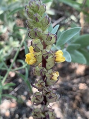 Alectra orobanchoides