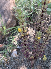 Alectra orobanchoides