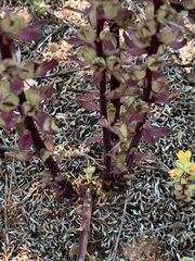 Alectra orobanchoides