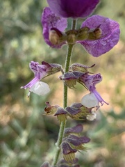 Syncolostemon elliottii