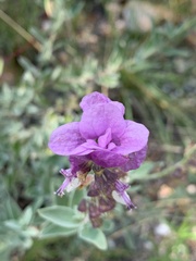 Syncolostemon elliottii