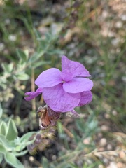 Syncolostemon elliottii