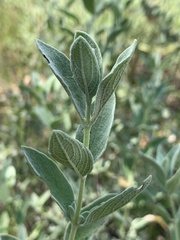 Syncolostemon elliottii