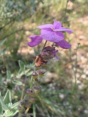 Syncolostemon elliottii