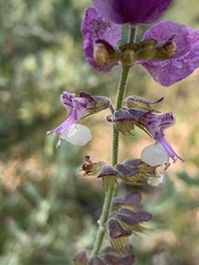 Syncolostemon elliottii