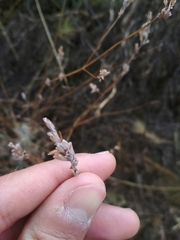 Lavandula