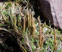 Phlegmariurus crassus