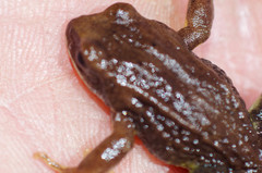 Pristimantis curtipes