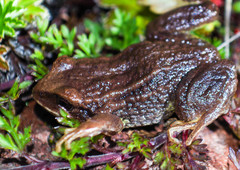 Pristimantis curtipes