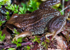 Pristimantis curtipes