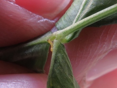 Porphyrosela minuta