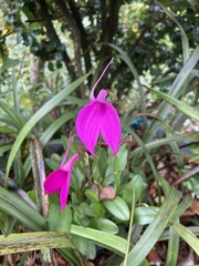 Masdevallia