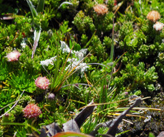 Baccharis caespitosa