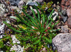 Muehlenbeckia volcanica