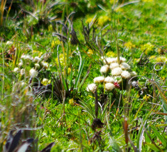 Baccharis caespitosa