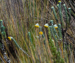 Lasiocephalus ovatus