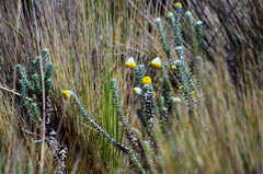 Lasiocephalus ovatus