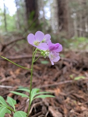 Cardamine nuttallii