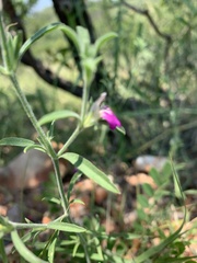 Justicia divaricata