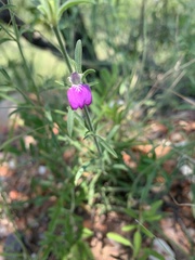 Justicia divaricata